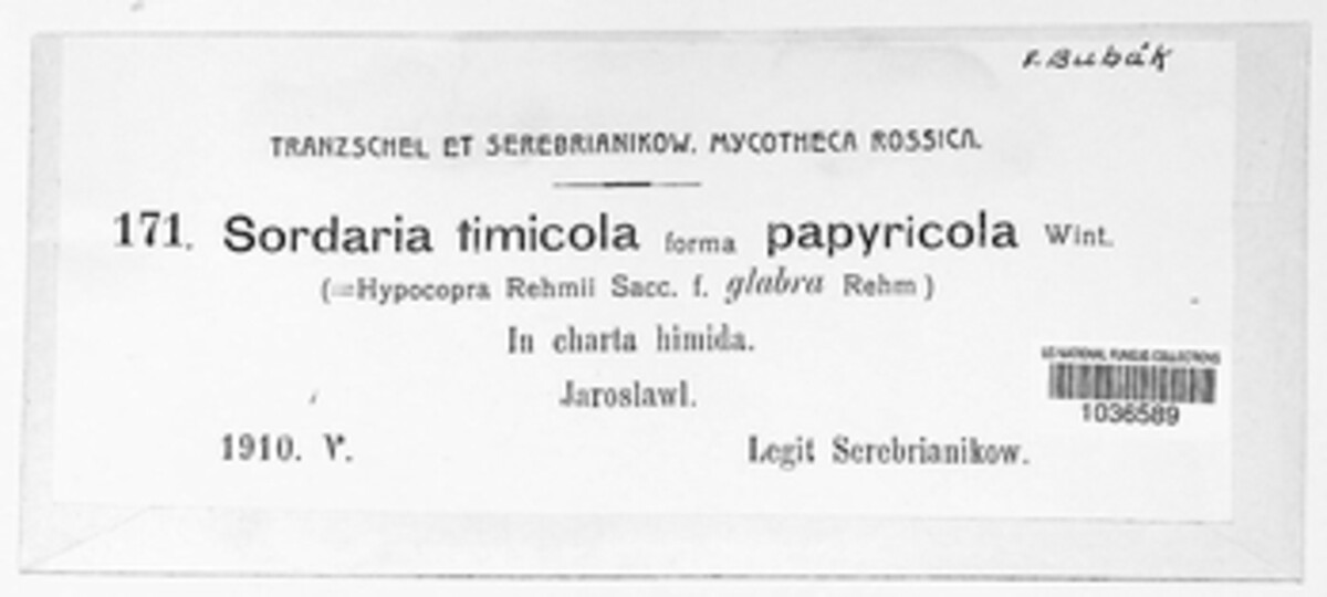 Sordaria papyricola image